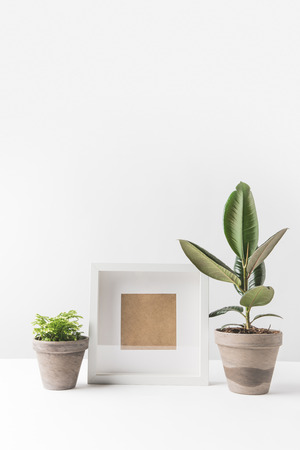 empty photo frame and green houseplants in pots on whiteの写真素材