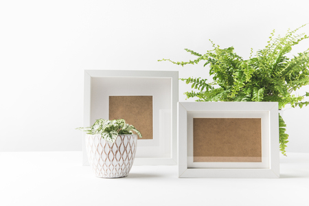 beautiful green houseplants in pots and empty photo frames on whiteの写真素材