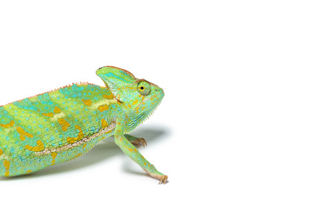close-up view of cute tropical chameleon isolated on white の写真素材