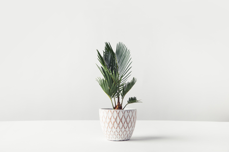 beautiful green houseplant growing in decorative pot on white  の写真素材