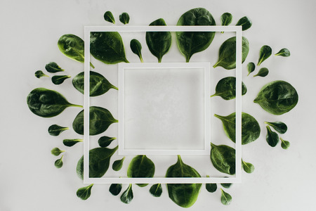 top view of fresh green leaves and white square frames on greyの写真素材