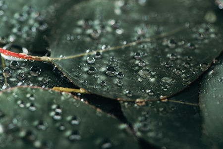 selective focus of beautiful green eucalyptus with dew dropsの写真素材