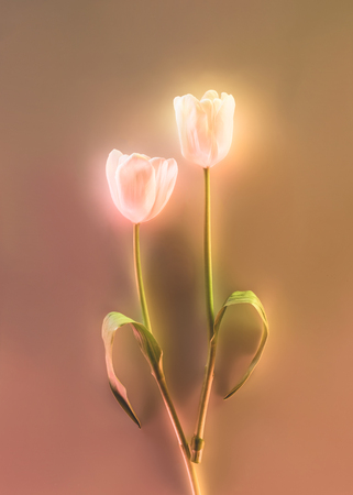 toned picture of beautiful glowing tulips on grey backgroundの写真素材