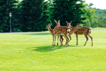 herd of beautiful young brown deer standing on green meadow in forestの写真素材