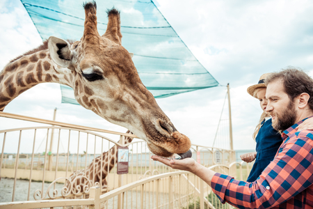 side view of father and little daughter feeding giraffe in zooの写真素材