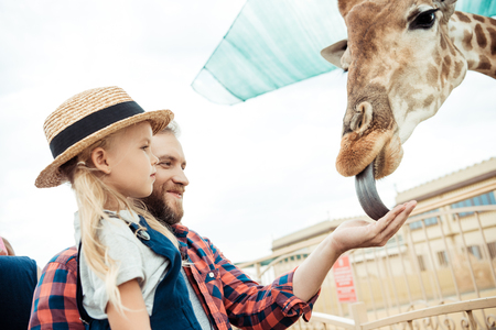 side view of father and little daughter feeding giraffe in zooの写真素材