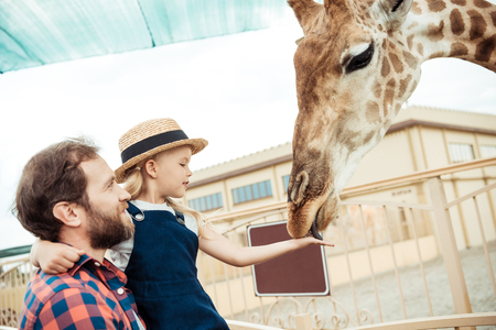 side view of father and little daughter feeding giraffe in zooの写真素材