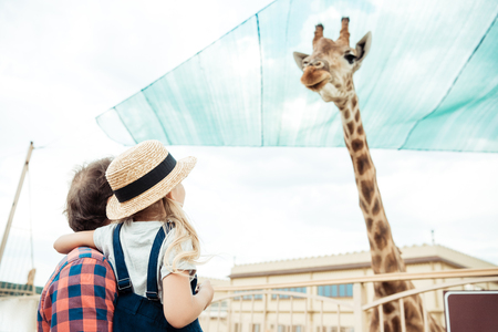 father and little daughter looking at reticulated giraffe in zooの写真素材
