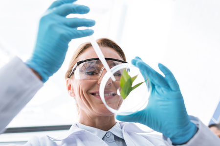 Close-up view of professional scientist in latex gloves making experiment with petri dishの写真素材