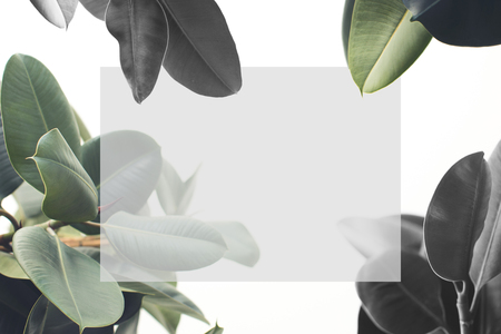 green ficus plant with blank card, isolated on white  の写真素材
