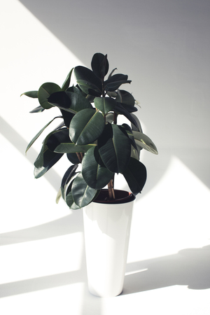green potted ficus plant with sunlight, minimalistic styleの写真素材