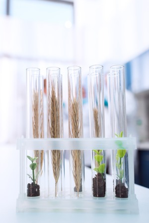 Close-up view of test tubes with wheat ears and green plants in soil on table in lab の写真素材