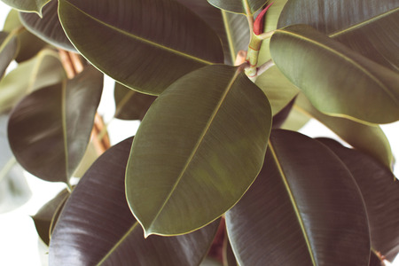 close up filtered view of ficus plant texture, isolated on white の写真素材