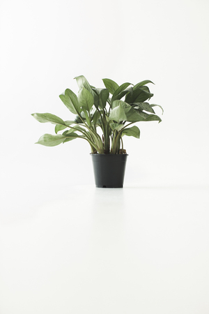 green potted plant, isolated on white with copy space, minimalistic styleの写真素材