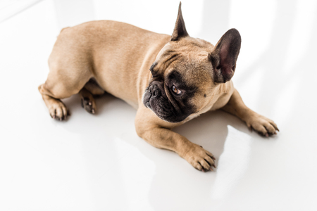 purebred french bulldog lying on floor and looking awayの写真素材
