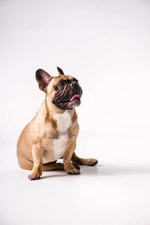 adorable purebred French Bulldog looking away while sitting on greyの写真素材