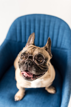 close-up view of funny french bulldog in eyeglasses sitting on chairの写真素材