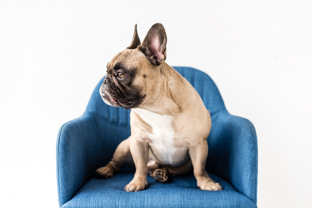 adorable purebred french bulldog sitting on blue chair isolated on greyの写真素材