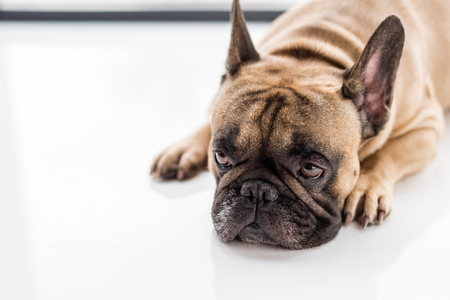 close-up view of upset french bulldog lying on floor and looking awayの写真素材