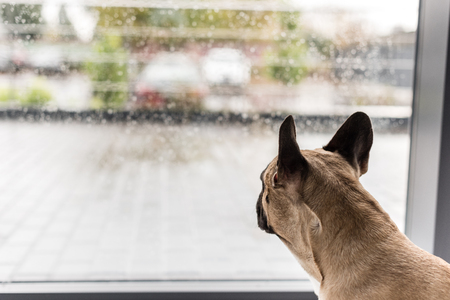 close-up view of dog looking at window with raindropsの写真素材