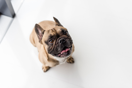 high angle view of purebred french bulldog looking at camera while sitting on whiteの写真素材