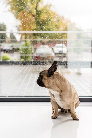 french bulldog sitting on floor and looking at window with raindropsの写真素材