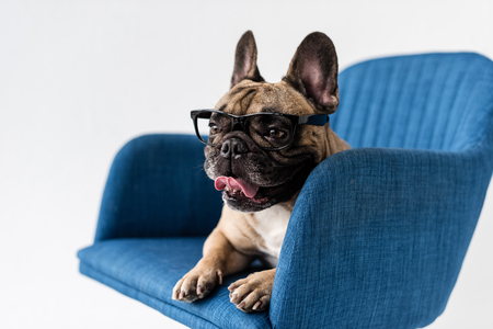 adorable funny french bulldog in eyeglasses lying on chair isolated on greyの写真素材