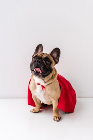 funny french bulldog in red cloak sitting on whiteの写真素材