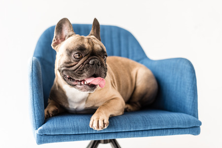 funny french bulldog with tongue out lying on chair isolated on greyの写真素材