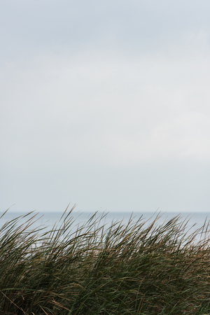 beautiful calm sea with grassweed on foreground on cloudy day