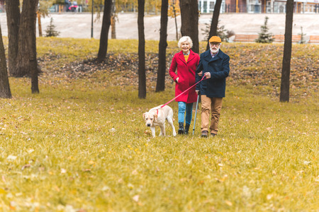 senior couple walking with labrador retriever dog in autumn park の写真素材