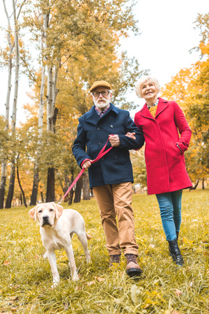 senior couple walking with labrador retriever dog in autumn park の写真素材