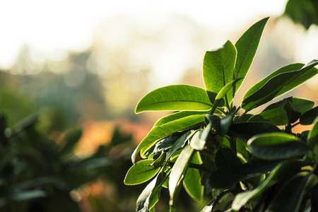close-up view of beautiful green leaves on branch in autumn parkの写真素材