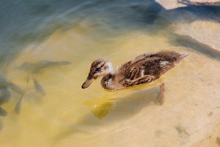 close up view of duckling and flock of fishes swimming in pondの写真素材