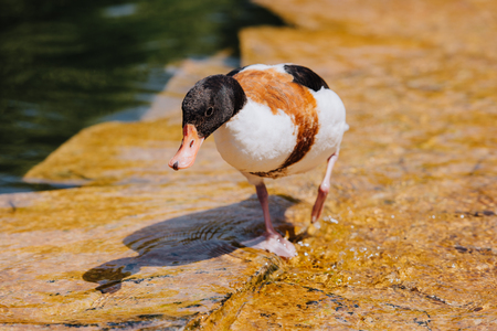 close up view of duck walking on shallow waterの写真素材
