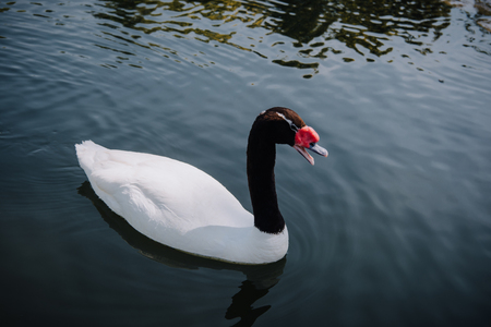 high angle view of beautiful white swan with black neck swimming in pondの写真素材