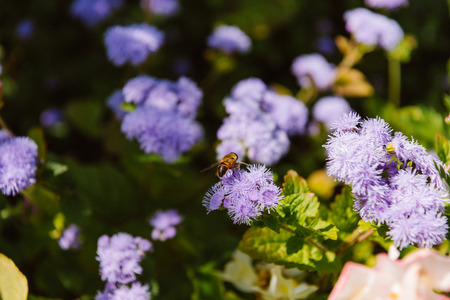 selective focus of bee on hydrangea flowers
