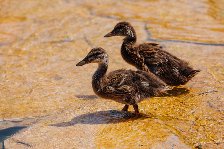 selective focus of two ducklings walking on shallow waterの写真素材