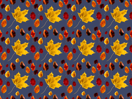 Set of different fallen autumn leaves isolated on gray