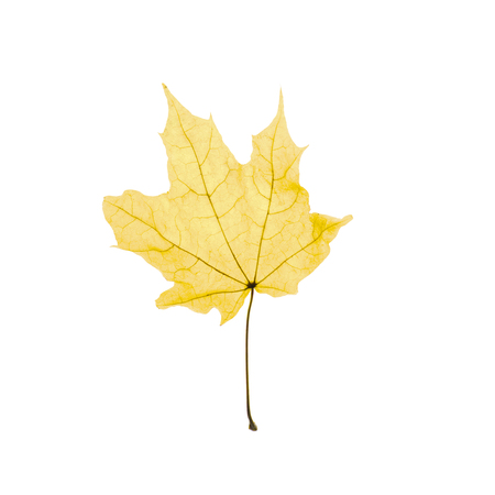 Top view of maple leaf isolated on white