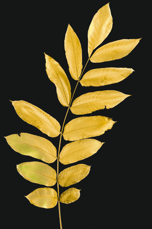 Top view of twig with yellow autumn leaves isolated on blackの写真素材