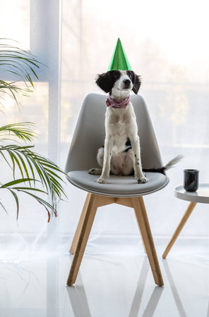 cute puppy in party cone sitting on chairの写真素材