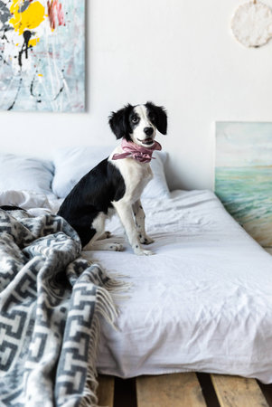 side view of cute puppy with pink neckpiece sitting on bed