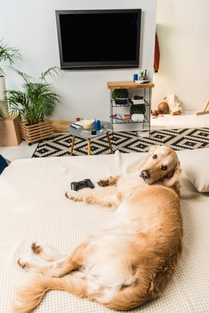 funny retriever dog lying on sofa with game pad and looking at cameraの写真素材