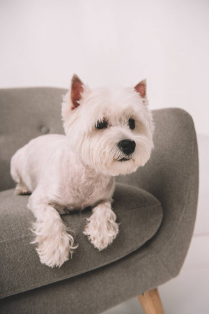 adorable west highland white terrier lying on armchairの写真素材