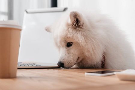 cute samoyed dog looking at laptop at workplaceの写真素材