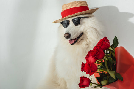 stylish fluffy dog in hat and sunglasses sitting with red rose flowers on whiteの写真素材