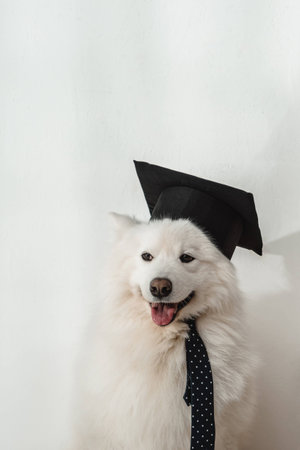 cute samoyed dog in square academic cap and necktie sitting on whiteの写真素材