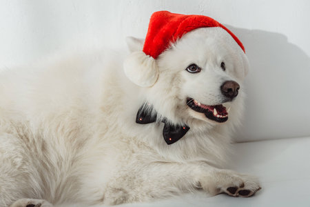 adorable furry samoyed dog in santa hat and bow tie looking away