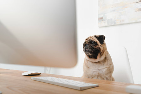 business dog looking at desktop computer while sitting at workplaceの写真素材